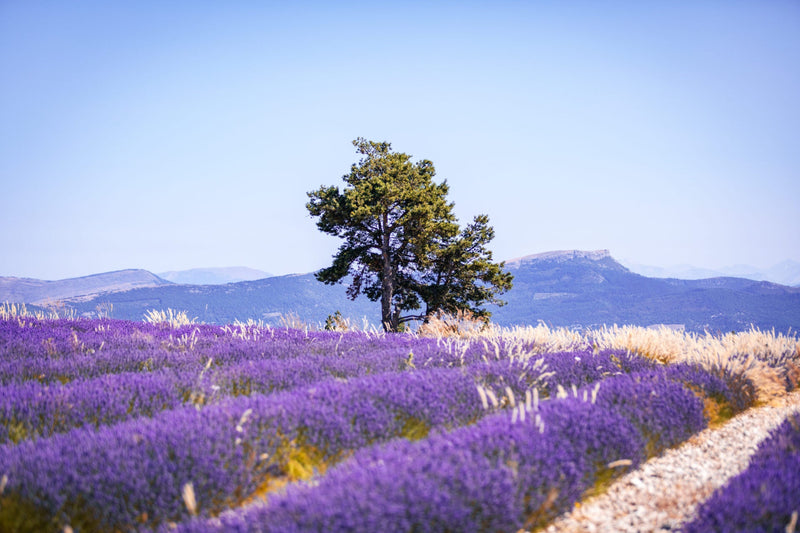 Les miels de la Provence et des Calanques