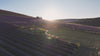 le miel artisanal apis montis video